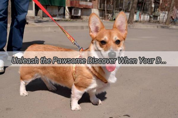 Unleash the Pawsome Discover When Your Dog Is at Its Most Obedient and Easy to Train